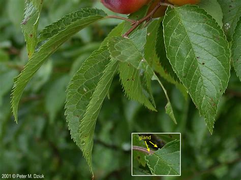 Plum Tree Identification : In london they rarely produce fruit at all.