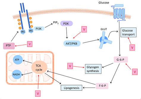 Simplified illustration of the vanadium ions mechanism of action at a ...