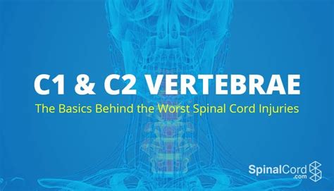 Everything You Need to Know about C1 and C2 Vertebrae