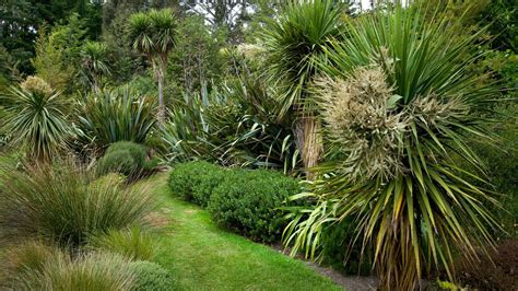 New Zealand Garden Native Plants - Image to u