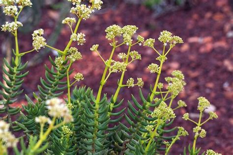 Crassula tetragona 101107-0429 | Botanic Gardens, Sydney - i… | Flickr