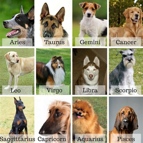 Zodiac Dogs. Zodiac Signs Animals, Zodiac Signs Chart, Zodiac Signs ...