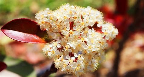 Photinia x fraseri 'Red Robin' Tree | Hillier Trees