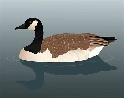 Canadian Goose Illustrations, Royalty-Free Vector Graphics & Clip Art - iStock