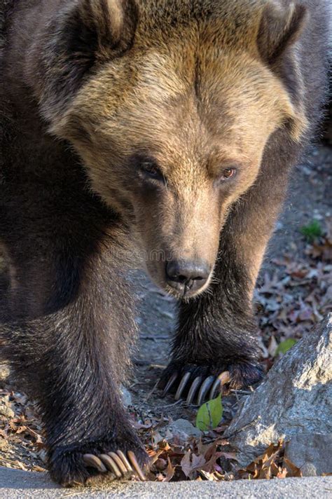 An Adult Grizzly Bear in Its Natural Habitat Stock Image - Image of ...