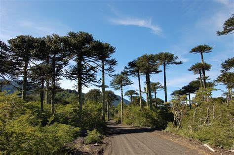 Forest of Araucaria araucana on an old lava flow, Parque N… | Flickr