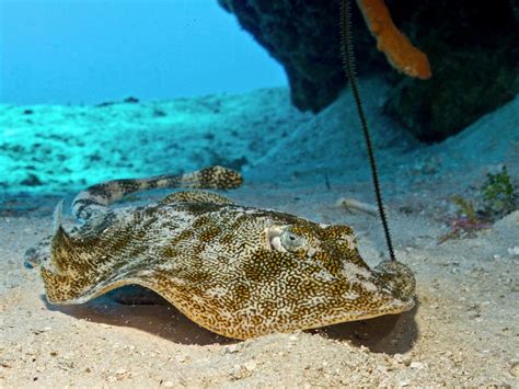 Yellow Stingray | Smithsonian Photo Contest | Smithsonian Magazine