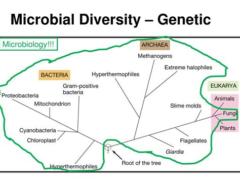 Diversity of Microorganisms