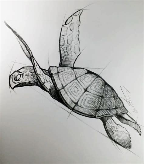 Turtle Art | Animal drawings sketches, Turtle art, Turtle drawing