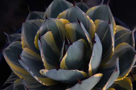 Agave parryi var. truncata variegata (Variegated Artichoke Agave) — V&P ...