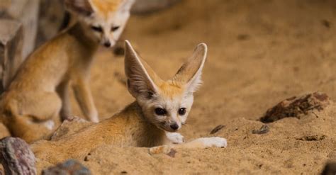 Care for Fennec Foxes