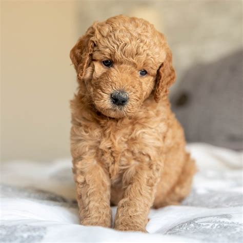 Mini Goldendoodles For Sale In Pennsylvania Under $500 - Nada Tallie