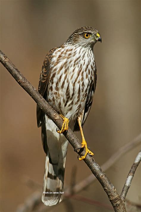 Birding Trails - Tennessee Wildlife Resource Agency | Sharp-shinned Hawk