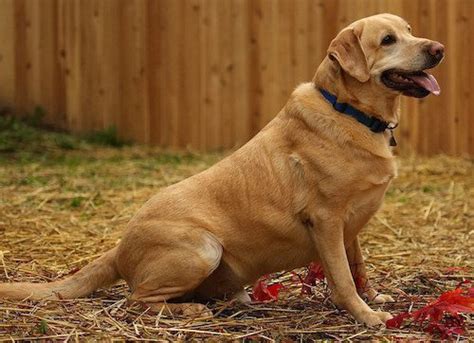 20 Interesting facts about The Golden Retriever Lab Mix (Goldador)