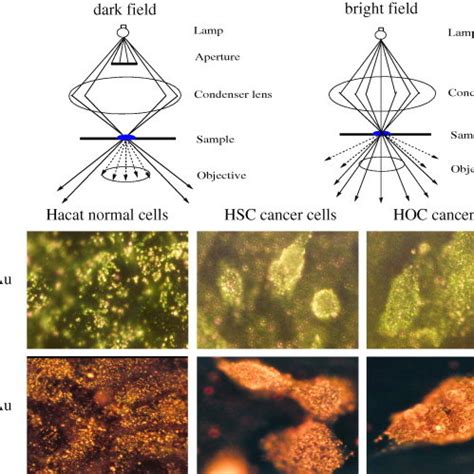 (PDF) Gold nanoparticles: Optical properties and implementations in ...