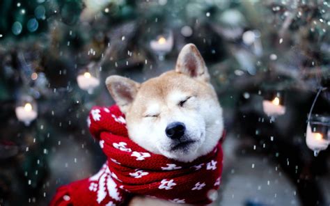 Cute Winter Animal Wallpapers - Top Free Cute Winter Animal Backgrounds ...