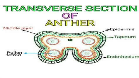 Transverse Section of Anther | Pravin Bhosale - YouTube