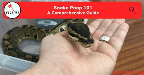 Snake Poop 101 | A Comprehensive Guide - BugsTips