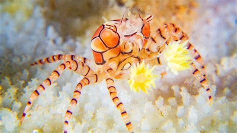 Pom pom crab: The crustacean that uses anemones as boxing gloves | Live ...