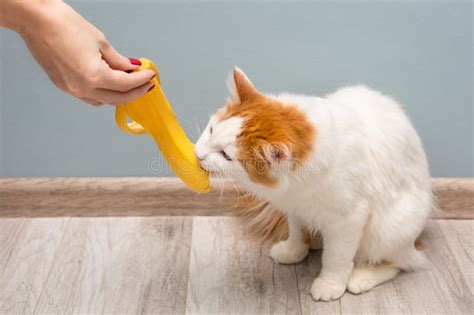 Young Domestic Cat Tastes Yellow Banana Peel Stock Photo - Image of diet, fruit: 270475720