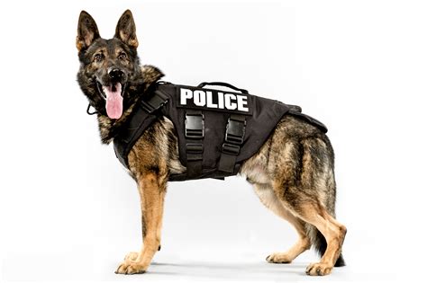 Jordan Stead's Telling Portraits of Seattle PD's K-9 Units