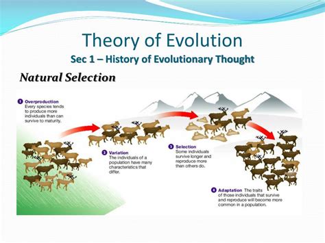 PPT - Theory of Evolution PowerPoint Presentation, free download - ID ...