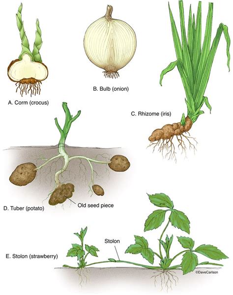 Specialized Stems photo | Biology plants, Botany, Horticulture education