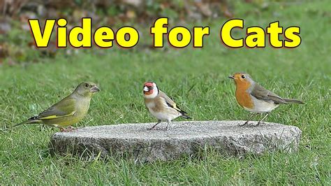 Birds for Cats to Watch Fun - YouTube