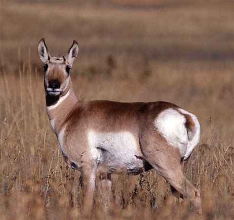 Antelope Facts, Types, Lifespan, Classification, Habitat, Pictures