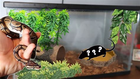 The *BEST* Ball Python Tank Setup! (10 gallon tank) - YouTube