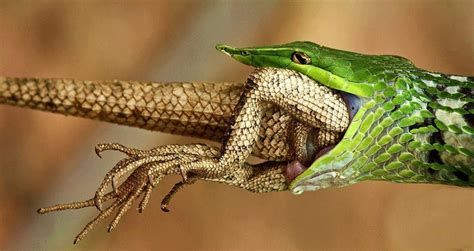 snake eating lizard | Wild animals photography, Wildlife photography, Animal photography