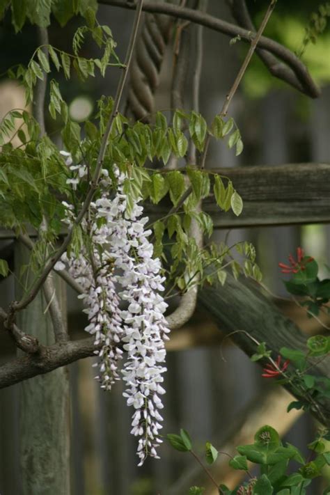 Wisteria vine is a romantic garden beauty | HGTV