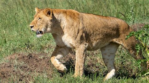 Lioness Roaring · Free Stock Photo