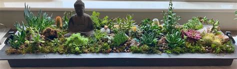 My indoor succulent garden : r/succulents