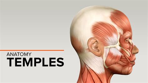 Anatomy of the temples | Merz Medical Forum