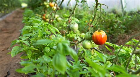 Can You Grow Tomatoes With Basil?