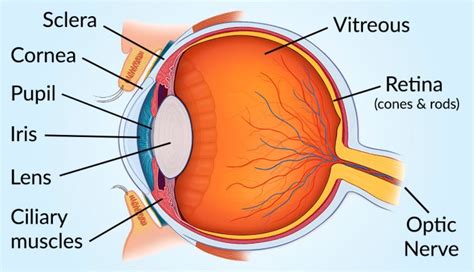 Anatomy Of The Eye Kaplan - The Anatomy Stories