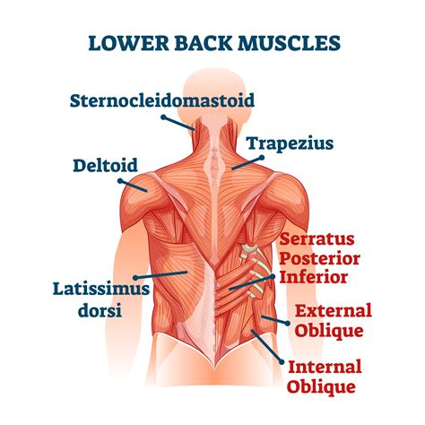 About The Spine Muscle Diagram Back Muscles Lower Back Muscles Anatomy | The Best Porn Website