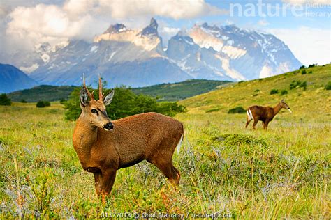 Nature Picture Library Chilean huemul or South Andean deer (Hippocamelus bisulcus), Torres del ...