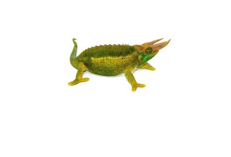 Jackson Chameleons for Sale | American Reptile Distributors