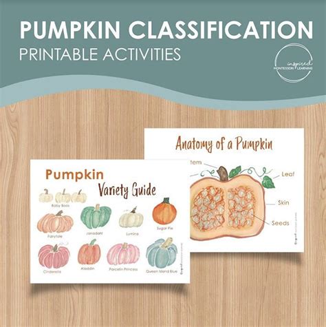 Pumpkin Flash Cards, Pumpkin Activity, Fall Activity, Preschool ...