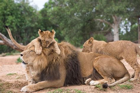 Lion cubs playing with their dad | Lion | Baby animals, Lion cub, Lion ...