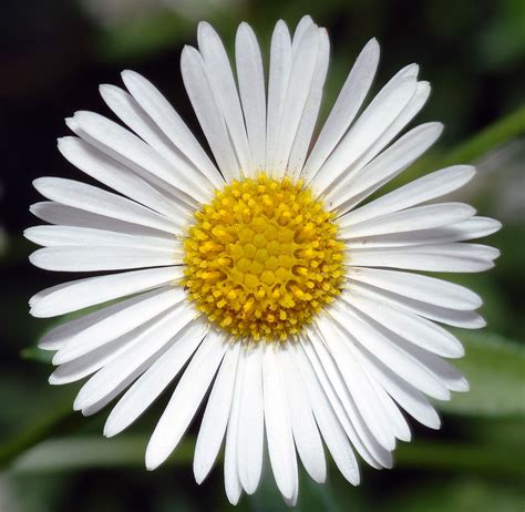 Erigeron karvinskianus - Wikipedia