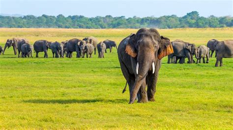 The Best Time to Visit Sri Lanka | Trailfinders