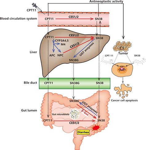 Frontiers | Microbiota-Host-Irinotecan Axis: A New Insight Toward ...