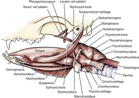 Soft Tissues of the Oral Cavity | Veterian Key