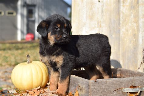 German Shepherd Rottweiler Mix Puppy For Sale Millersburg Ohio Sam Mal ...