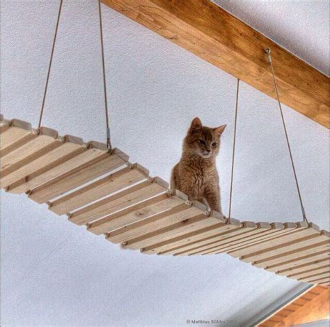 Indoor kitty suspension bridge | Katzen, Katzen treppe, Catwalk katzen