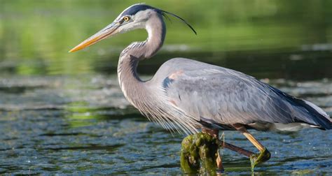 Great,Blue,Heron,Fishing,In,The,Low,Lake,Waters. - Bird Watching HQ