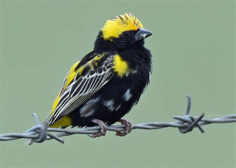 Details : Yellow-crowned Bishop - BirdGuides